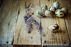Scattered quail eggs on barn wood with lavender twigs, Easter decoration