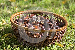 Scattered raw sweet chestnuts, tasty and healthy brownish nuts in wicker basket