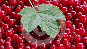 scattered red currant berries close-up from above and green leaf