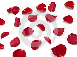Scattered red Rose petals