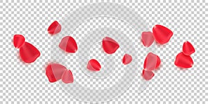 Scattered red rose petals isolated on transparent background. Valentine`s Day. Romantic flowers for Valentine`s Day or wedding.