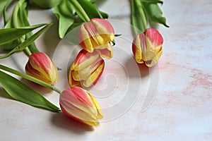 Scattered red and yellow tulips, spring flowers, flower arrangement, petals and green stems and leaves