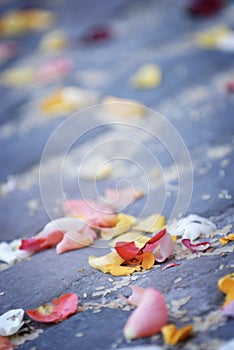Scattered Rose Petals