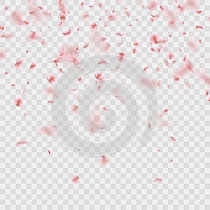 Scattered Sakura petals on transparent background. EPS 10 vector