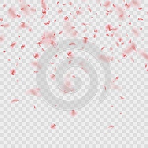 Scattered Sakura petals on transparent background. EPS 10 vector photo