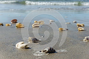 Scattered seashells washed up on beach