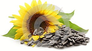 Scattered sunflower seeds on a crisp white background for optimal search relevance