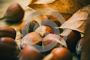 Scattered whole hazelnuts on weathered wood background, dry autumn brown leaves, fall mood