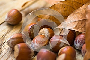 Scattered whole hazelnuts on weathered wood background, dry autumn brown leaves, fall mood, cozy, inspirational