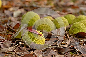 Scattering of Osage Oranges across a bed of fallen leaves