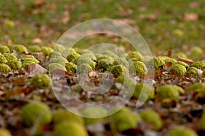 Scattering of Osage Oranges across a bed of fallen leaves