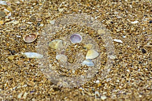 A scattering of sea shells on the beach.