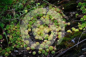 Scattering of wild succulents on mountain slopes