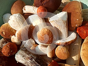 A scattering of young and strong porcini mushrooms