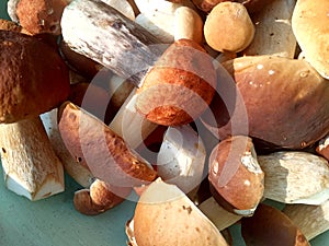 A scattering of young and strong porcini mushrooms