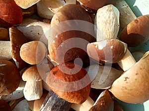 A scattering of young and strong porcini mushrooms