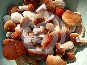 A scattering of young and strong porcini mushrooms