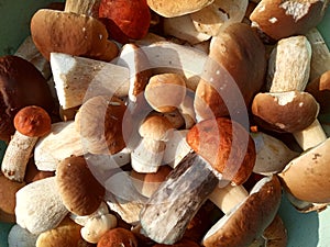 A scattering of young and strong porcini mushrooms