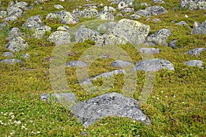 Scatterings of stones in the tundra in the north of the Kola Peninsula