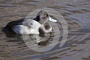 Scaup