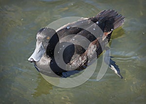 Scaup