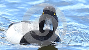 Scaup