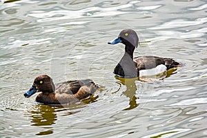 Scaup Bluebill - midsize ducks with a dark head, chest, and rump, with white flanks and undersides, and yellow eyes.