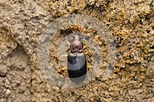 Scavenger beetle, Chlaenius festivus, Satara, Maharashtra