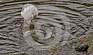 Scavenger bird eating