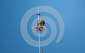 Scavenger bird eating on top of a cellphone tower