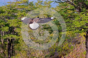 Scavenger bird flying, known as caracara photo