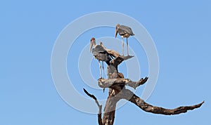 Scavenger bird marabou storks Africa safari wildlife and wilderness