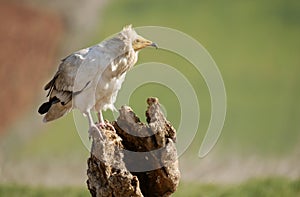 Scavenger Egyptian vulture 