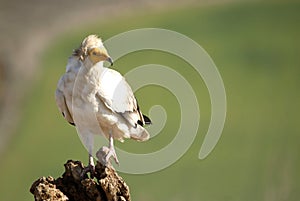 Scavenger Egyptian vulture 