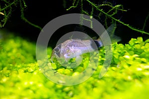 Scavenger fish and aquatic plants