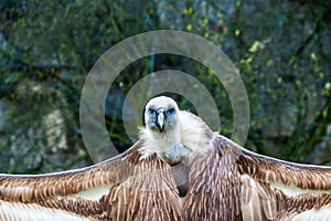 Scavenger watching for food