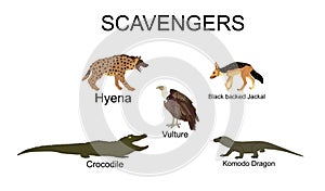 Scavengers animals vector illustration isolated on white background. Wildlife predators.