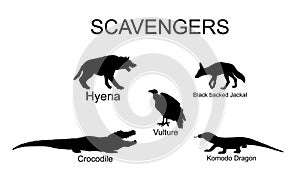 Scavengers animals vector silhouette illustration isolated on white background. Wildlife predators.