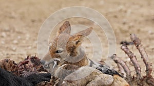 Scavenging black-backed jackal