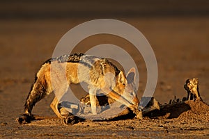 Scavenging black-backed jackal photo