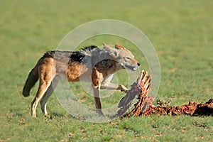 Scavenging black-backed jackal - South Africa