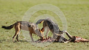 Scavenging black-backed jackals