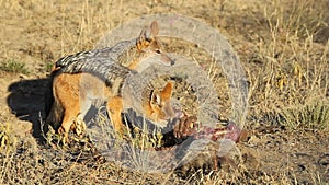 Scavenging black-backed Jackals