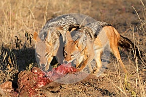 Scavenging black-backed Jackals