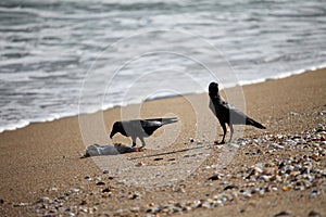 Scavenging crows in ocean on a fish