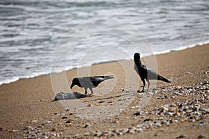 Scavenging crows in ocean on a fish photo
