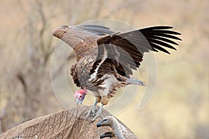 Scavenging lappet-faced vulture - Kruger National Park