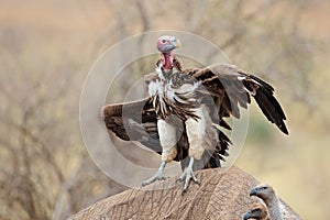 Scavenging lappet-faced vulture - Kruger National Park