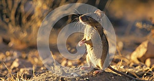 A scavenging rat standing on its hind legs determined to survive and find sustenance amidst the drought