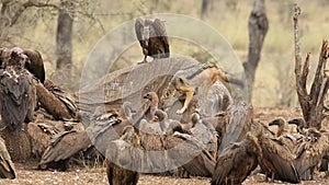 Scavenging vultures and black-backed jackal